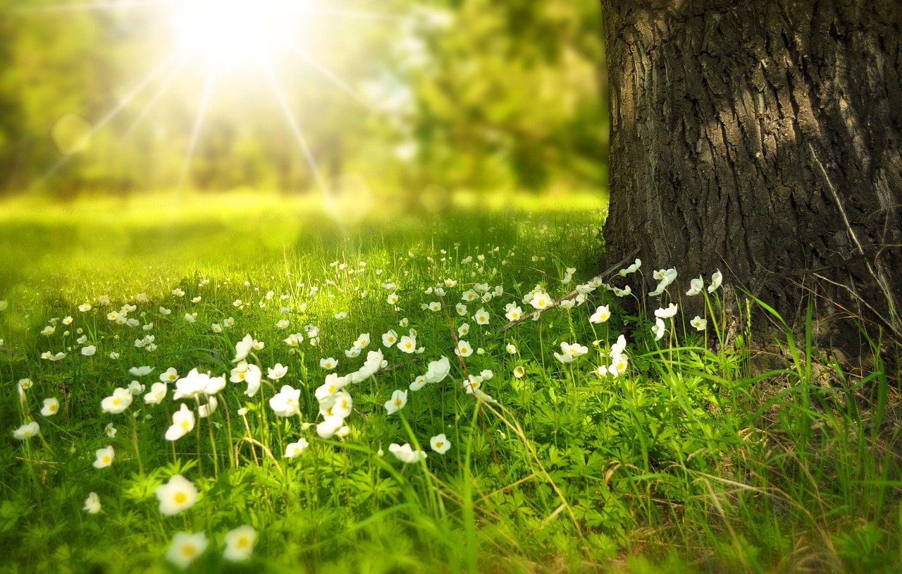 As flores